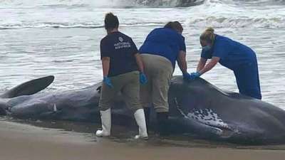 киты выбросились на берег Тасмании