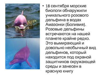 В США обнаружили розового дельфина