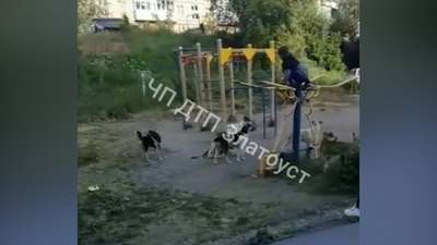 В Калининграде псы напали на зоопарк