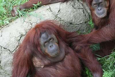 Орангутанов в Индонезии морят голодом, вынуждая попрошайничать