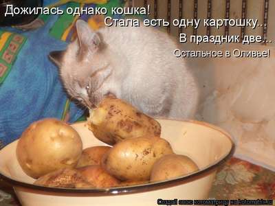 Уральская кошка не мяукает и ест сырую картошку