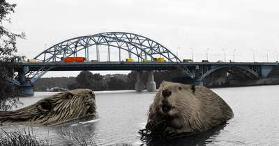 Волгоград: Бобры свалили мост. Новости о животных мир