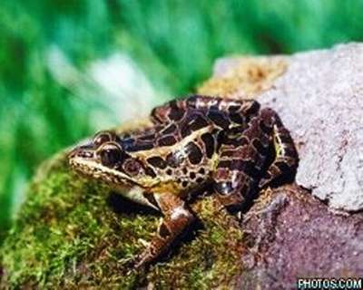 В Индии найдена уникальная лягушка-хамелеон
