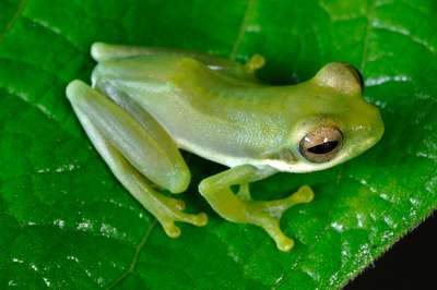 В Индокитае обнаружен уникальный вид лягушек с зеленой кровью и фиолетовыми костями