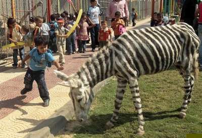 В зоопарке Израиля ослов перекрасили в зебр