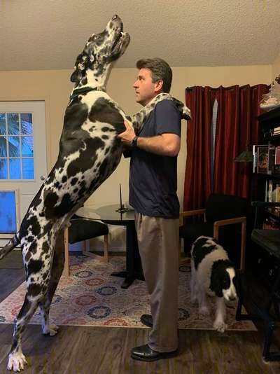 Самая большая собака, дог, мраморный дог