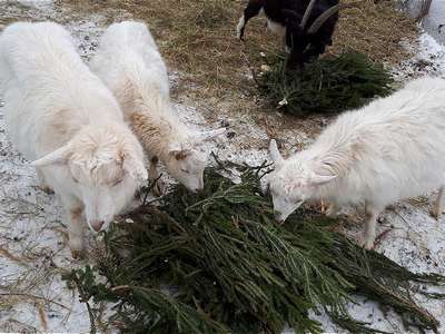Рождественские елки в США пошли на корм козам