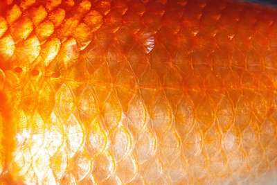 Золотая рыбка с прозрачной чешуей и кожей