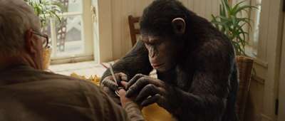 Фильм, который снимали исключительно шимпанзе