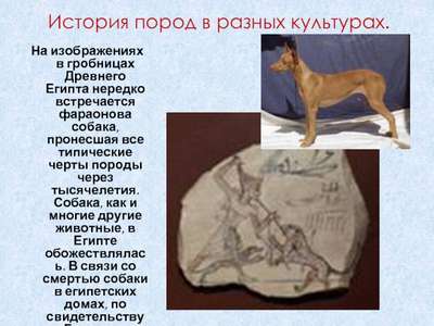 Названы древнейшие собаки на Земле