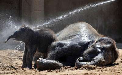 Животных зоопарка Москвы спасают от аномальной жары с помощью душа