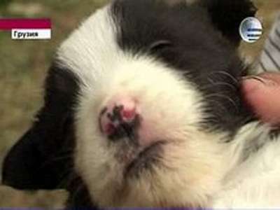 Грузинское телевидение показало сюжет о кошке, которая родила щенка
