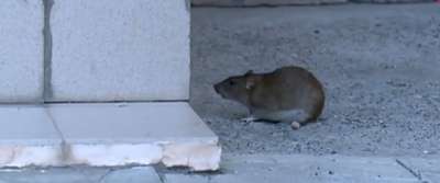 Престижный район Милана атаковали крысы