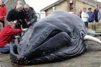 В Австралии защитники природы взорвали горбатого кита