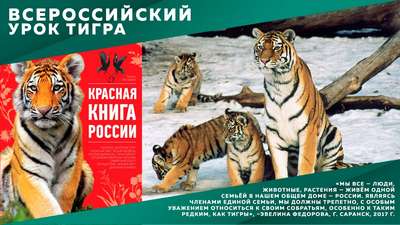 Неделя в защиту тигров пройдет с 4 по 10 октября по всему миру