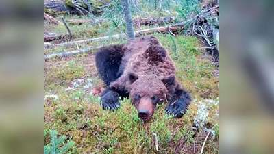 Медведи стали чаще нападать на людей в Японии из-за погодных аномалий
