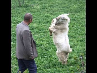 Китаец научил танцующую козу охранять дом