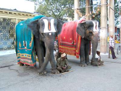Слонов в Индии объявили национальным достоянием