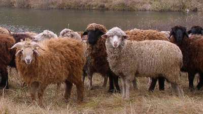 Во Франции появилась бригада овец-подрывников