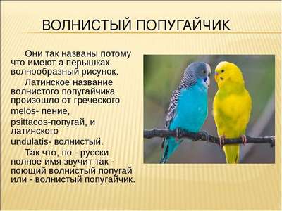 Волнистый попугай: описание и фото