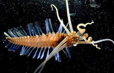 Океанологи открыли в море Сулавеси новый род животных - кальмарочервей