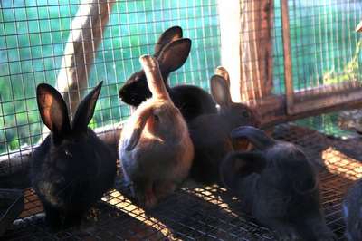 Спрос на живых кроликов среди москвичей перед Новым годом резко вырос