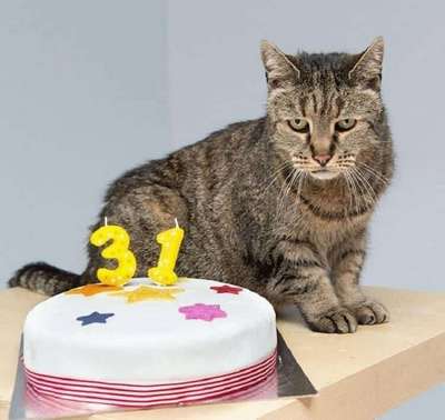 В Британии самой старой в мире кошке исполнилось 39 лет