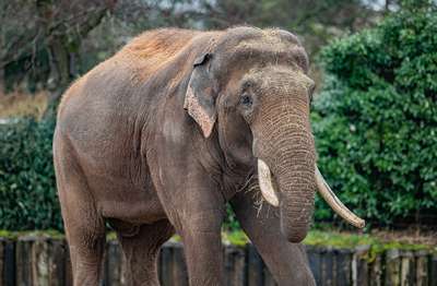 Слоны в Индии второй раз с начала года растоптали деревню