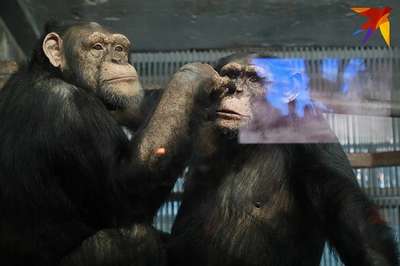 В "Роевом ручье" обезьян спасают от гриппа кагором