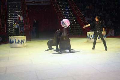 Артисты цирка Никулина вылетели из Токио в Москву, но без животных