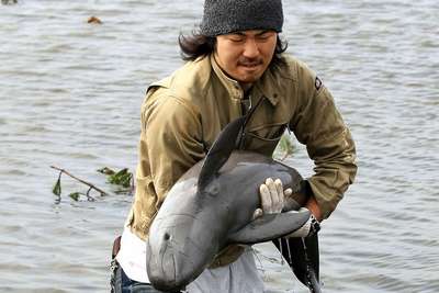 Японец спас дельфиненка, вынесенного цунами на рисовое поле