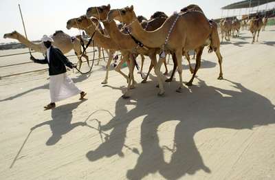 Конкурс верблюжьей красоты начался в Абу-Даби
