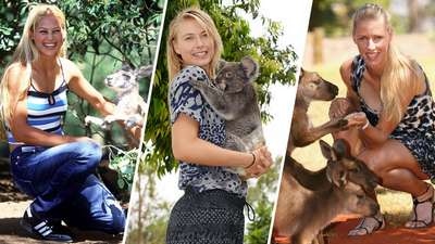 В Австралии из зоопарка похитили коалу