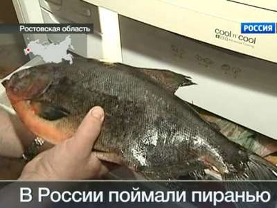 В Ростовской области проверяют информацию о поимке гигантской пираньи
