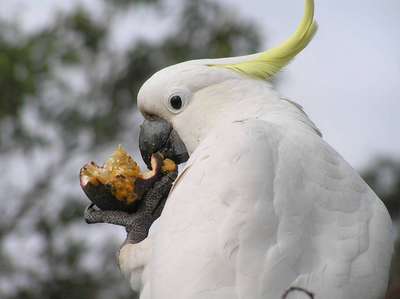 Какаду: кормление попугаев