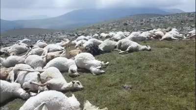 Удар молнии убил стадо из 65 овец в Боснии