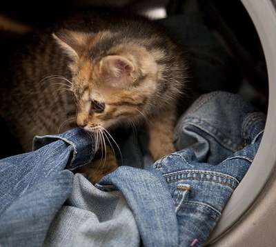 Шотландский котенок выжил после стирки в машинке