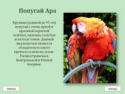 Виды попугаев Ара: описание, фото, распространение