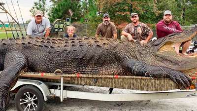 На Филлипинах отловили гигантского крокодила весом более тонны