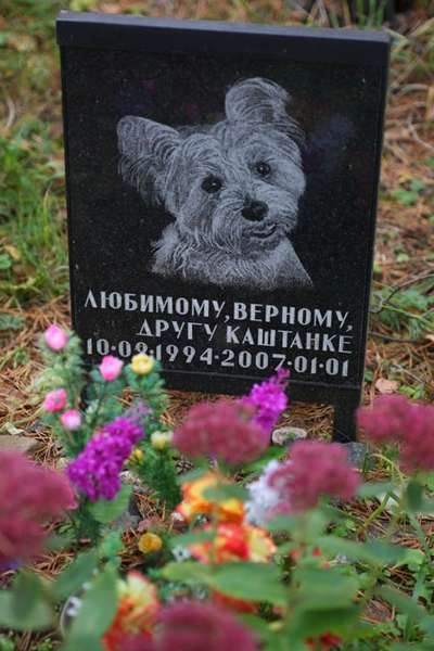 Кладбища для животных: собаке - человеческая cмepть