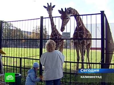 В Калининградском зоопарке жирафа скормили льву на глазах у детей
