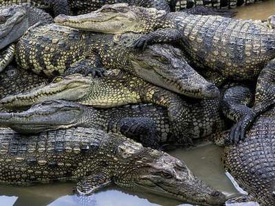 Сто "очень спокойных" крокодилов сбежали с фермы в Таиланде