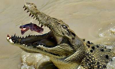 Нильские крокодилы станут бoмжами