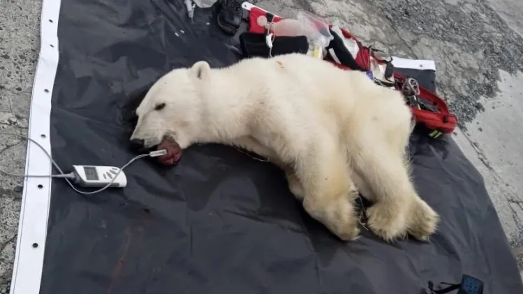 На Ямале спасают раненую белую медведицу
