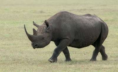 В Западной Африке вымерли черные носороги