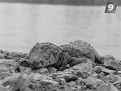 В кавказской реке нашли мертвого крокодила