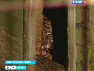 В Москве на пустыре нашли ящик с тигром
