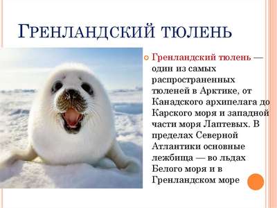 Уменьшение толщины льдов Арктики губит детенышей гренландского тюленя