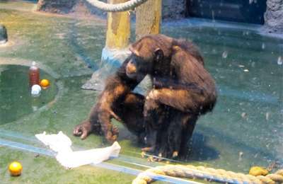 Обезьяны в зоопарке Удмуртии научились мыть окна и выносить мусор