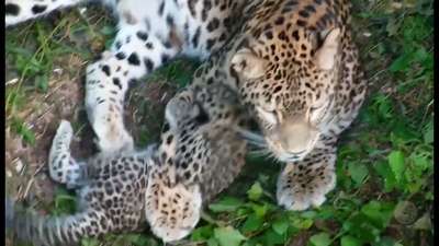 Началась онлайн-трaнcляция жизни леопардов из Сочинского нацпарка